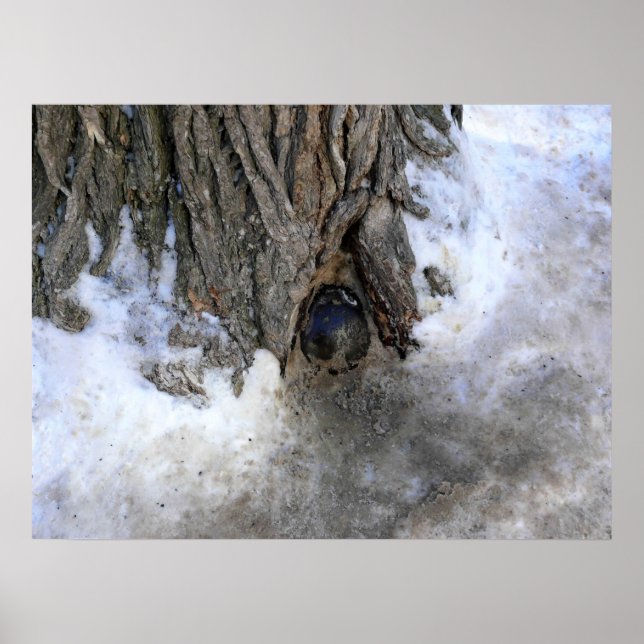 Poster Cannonball Tree, Cidade Velha do Quebec, Quebec, C (Frente)