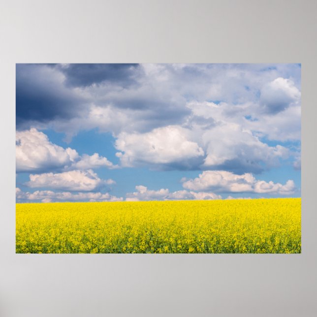 Póster Canola Field and Clouds (Frente)