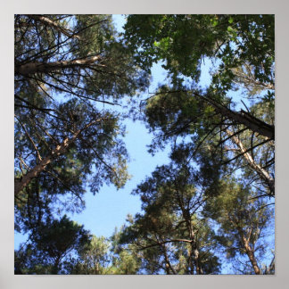 Poster Canopia da floresta pinheira