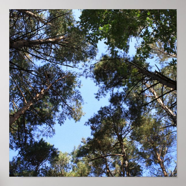 Poster Canopia da floresta pinheira (Frente)