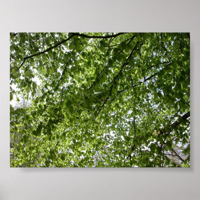 Póster Canopy (Frente)