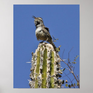Poster Cantando Cactus Wren