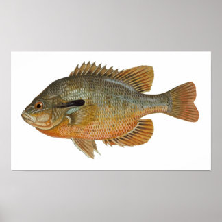 Poster Cantarilho-do-sol - Lepomis auritus