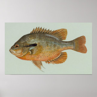 Póster Cantarilho-do-sol - Lepomis auritus