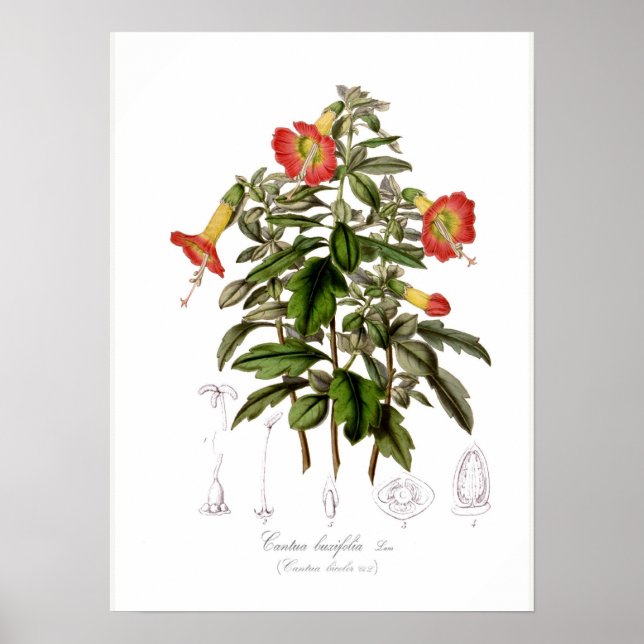 Poster Cantua buxifolia (Frente)