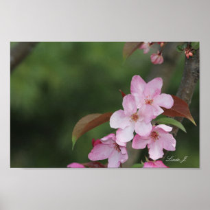 Póster Canvas