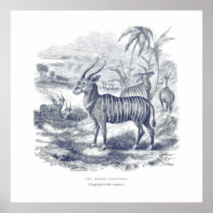 Poster Canvas Bongo Antelope Premium (Gloss)