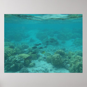 Póster Canvas cénicos subaquáticas dos peixes tropicais