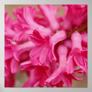 Póster Canvas cor-de-rosa do jacinto