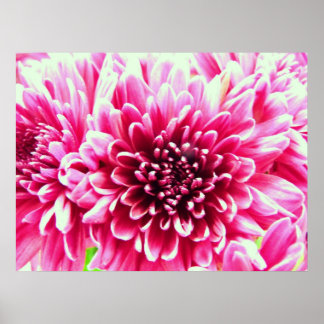 Póster canvas de flores rosa-do-crisântemo enorme