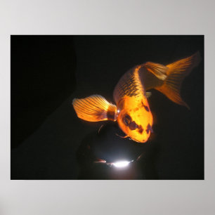 Poster Canvas de Koi