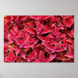 Póster Canvas de Textura em Fundo Coleus Vermelho