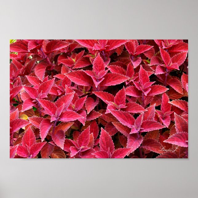 Póster Canvas de Textura em Fundo Coleus Vermelho ou Post (Frente)