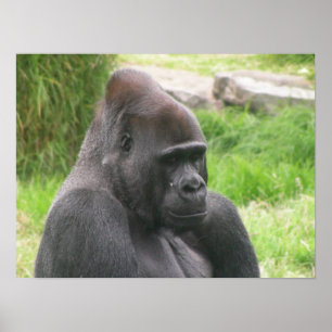 Poster canvas do silverback 001