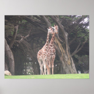 Póster canvas dos girafas 003