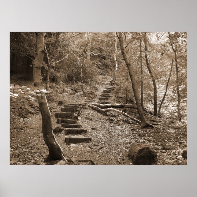Póster Canvas Forrest Steps XL (Frente)