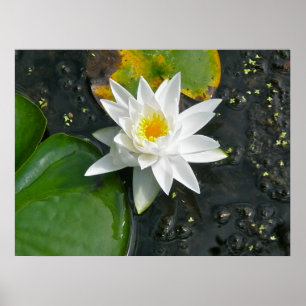 Poster Canvas Imprimir Lily Branca De Água