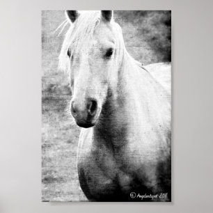 Poster Canvas preto e branco do falso do Palomino