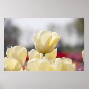 Poster Canvas Tulip
