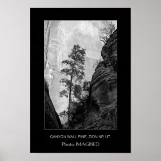 PÓSTER CANYON WALL PINE, ZION NP, UT.