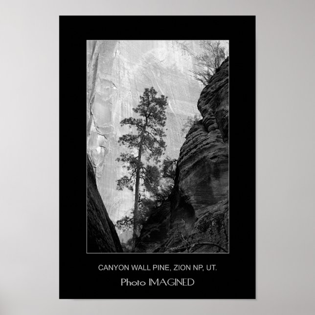 PÓSTER CANYON WALL PINE, ZION NP, UT. (Frente)