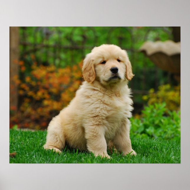 Poster Cão (Frente)