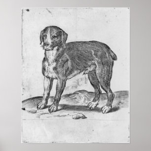 Poster Cão