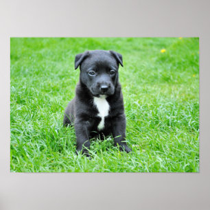 Póster cão-280332 JOVENS DOG BLACK PUPPY PETS ADORÁVEIS