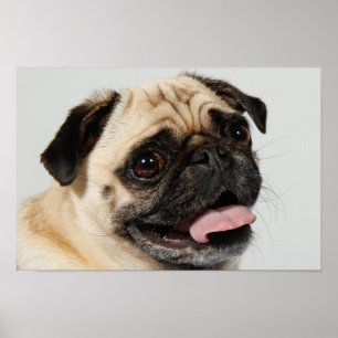 Póster cão adorável do pug