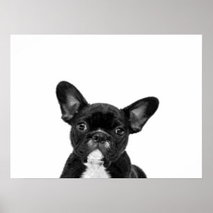 Poster Cão Adorável  Rosto de Buldogue Francês Preto
