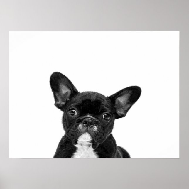 Poster Cão Adorável | Rosto de Buldogue Francês Preto (Frente)