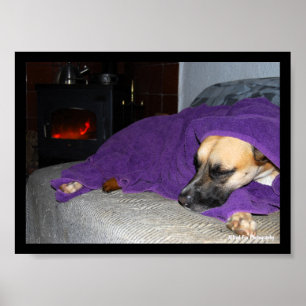 Poster Cão Adormecido junto à Lareira