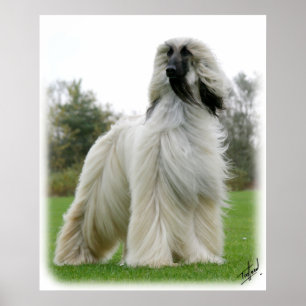 Póster Cão Afegão 9Y247D-025
