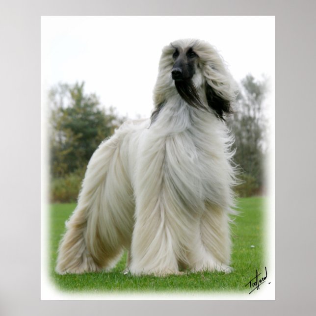 Póster Cão Afegão 9Y247D-025 (Frente)