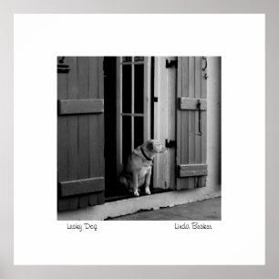 Póster Cão afortunado por Linda Becker PhotoArt