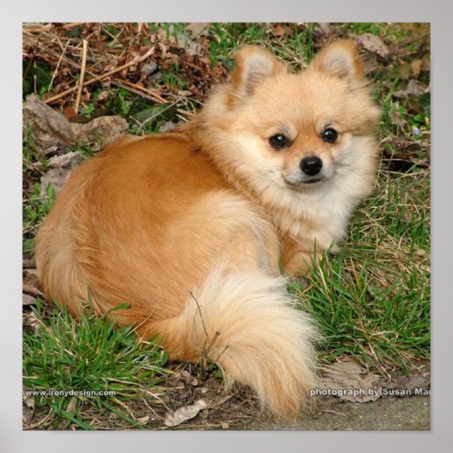 Póster Cão Alemão Kleinspitz (Frente)