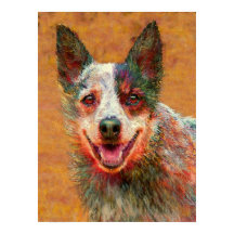 cão australiano