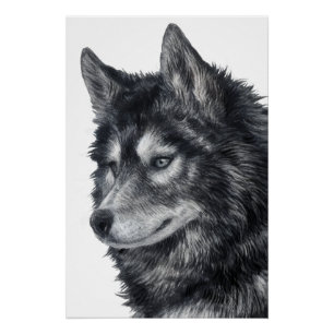 Póster Cão Balto
