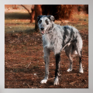 Póster Cão bonito do Lurcher