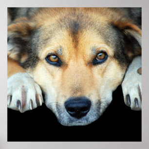 Poster Cão bonito em algum fundo da cor