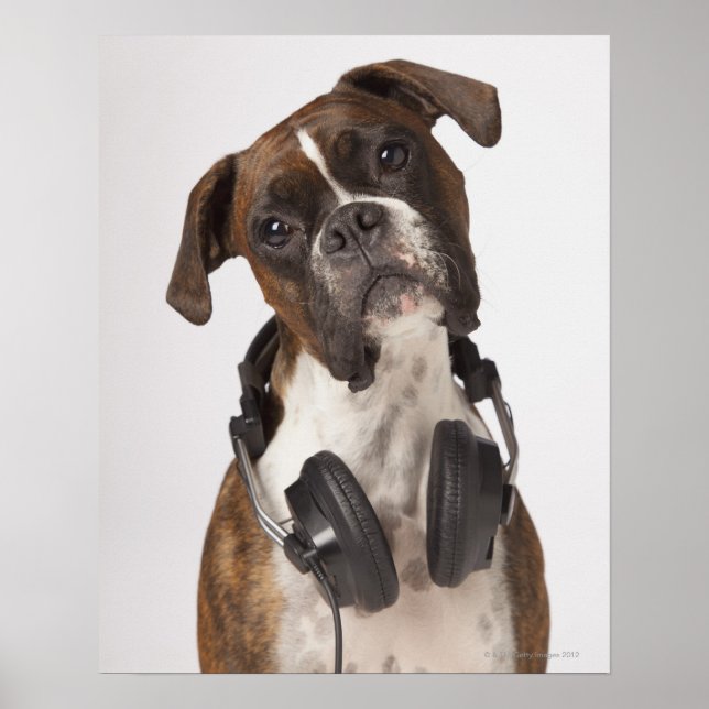 Poster cão-boxe com fones de ouvido (Frente)