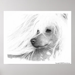 Póster Cão com crista chinês