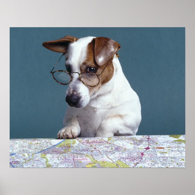 Póster Cão com óculos lendo estudando mapa (Frente)