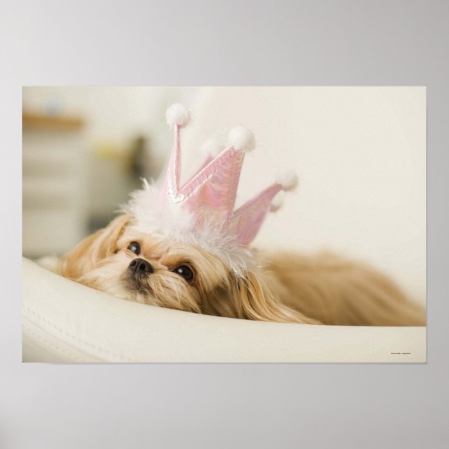 Póster Cão com uma coroa (Frente)