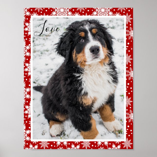 Poster Cão da montanha Bernese no floco de neve vermelho  (Frente)