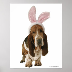 Póster Cão de Basset com orelhas do coelho