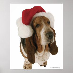 Poster Cão de Basset no chapéu do papai noel