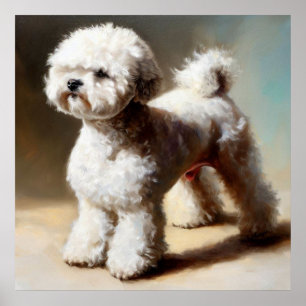 Poster Cão de Bolonha