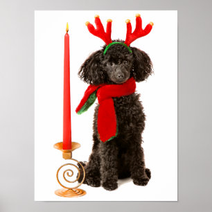 Póster Cão de caniche preto do brinquedo do Natal vestid