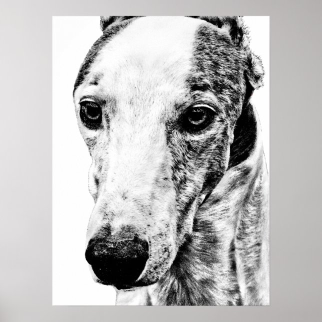 Poster Cão de chicote (Frente)
